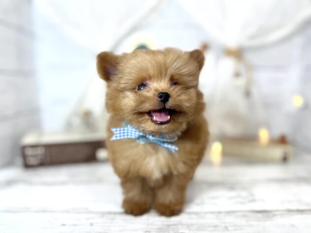 香川県のハーフ犬・ミックス犬 (ワンキャラット アミーゴ屋島店/2026年1月21日生まれ/男の子/アプリコット)の子犬の2枚目の画像