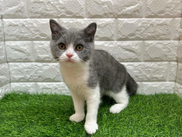 新潟県のブリティッシュショートヘアー (アミーゴ紫竹山店/2026年1月12日生まれ/女の子/ブルーホワイト)の子猫の1枚目の画像