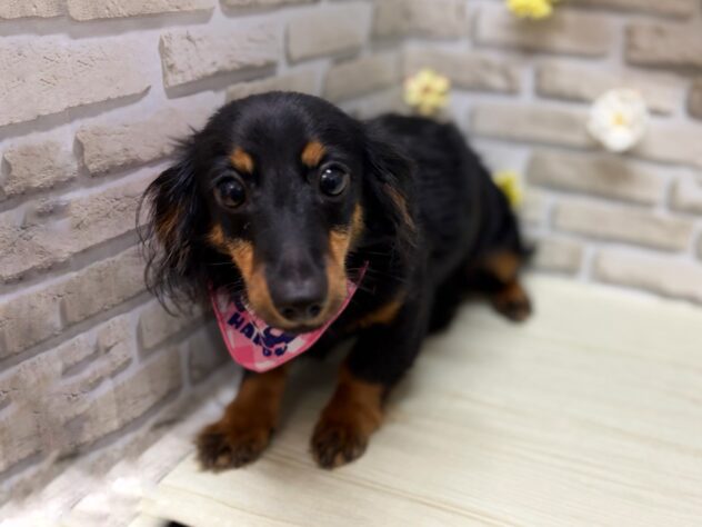 岩手県のハーフ犬・ミックス犬 (アミーゴ一関店/2026年1月1日生まれ/男の子/ブラックタン)の子犬