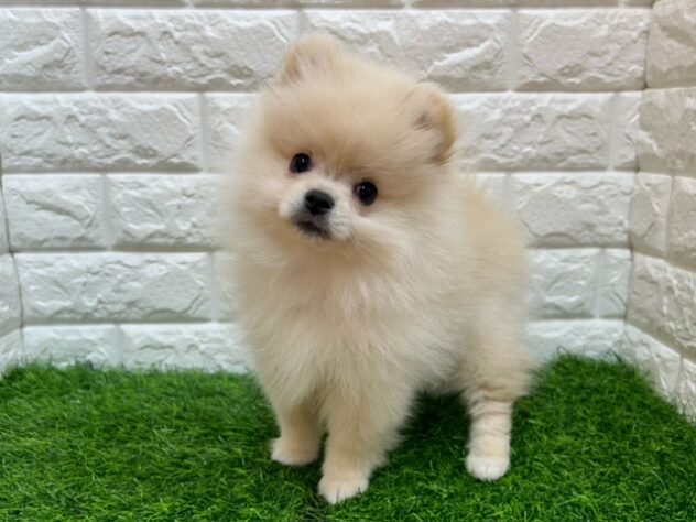 新潟県のポメラニアン (アミーゴ紫竹山店/2026年1月9日生まれ/女の子/クリーム)の子犬