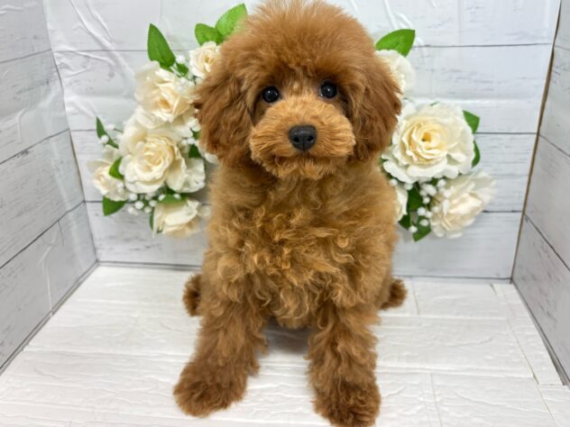 宮城県のトイプードル(トイ) (アミーゴ仙台富沢店/2025年10月21日生まれ/女の子/レッド)の子犬