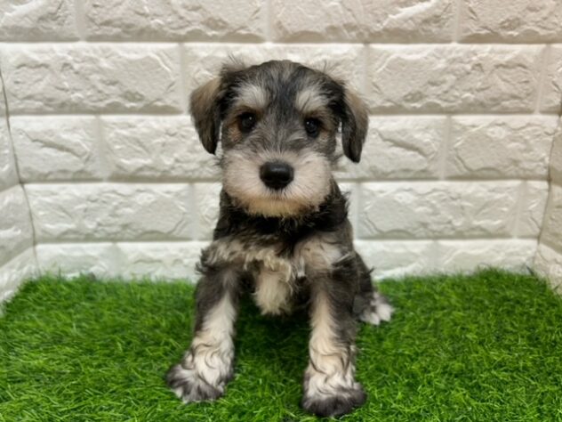 新潟県のミニチュアシュナウザー (アミーゴ紫竹山店/2026年1月18日生まれ/女の子/ソルトペッパー)の子犬
