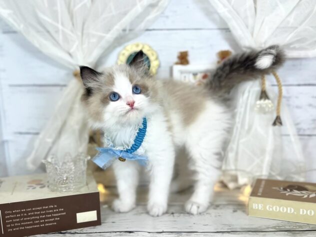 2026年1月18日生まれのラグドール