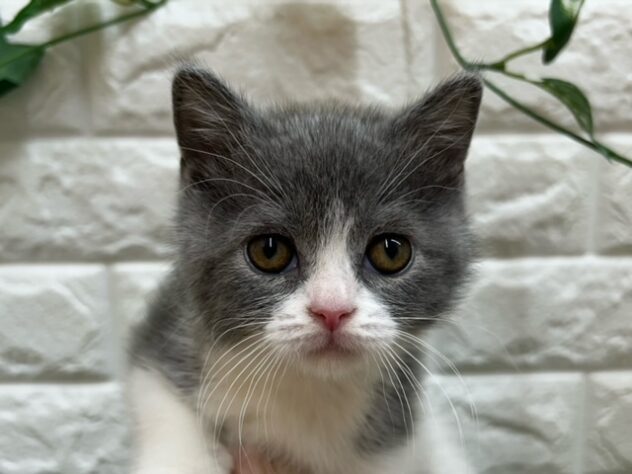 新潟県のブリティッシュショートヘアー (アミーゴ紫竹山店/2026年1月12日生まれ/女の子/ブルーホワイト)の子猫の3枚目の画像