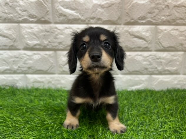 新潟県のミニチュアダックスフンド(ロング) (アミーゴ紫竹山店/2026年2月9日生まれ/女の子/ブラックイエロー)の子犬