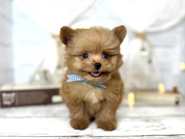 香川県のハーフ犬・ミックス犬 (ワンキャラット アミーゴ屋島店/2026年1月21日生まれ/男の子/アプリコット)の子犬の1枚目の画像