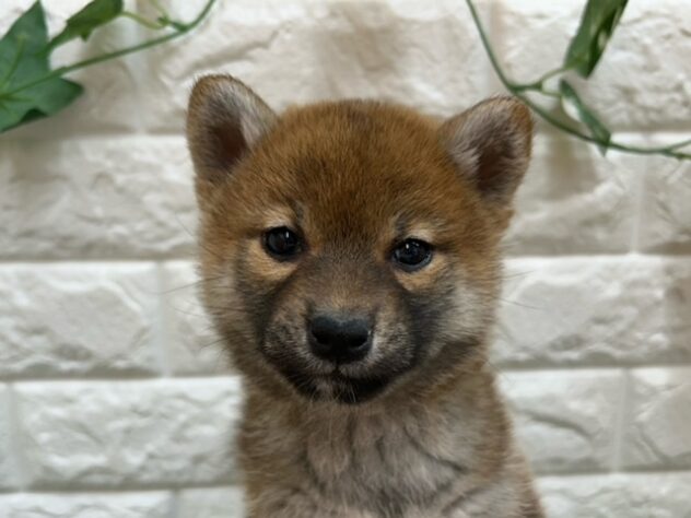 新潟県の柴犬(標準サイズ) (アミーゴ紫竹山店/2026年1月12日生まれ/女の子/赤)の子犬の2枚目の画像