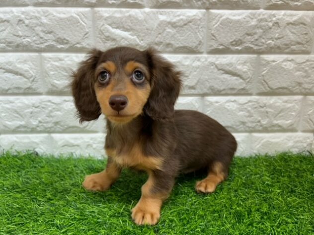 新潟県のミニチュアダックスフンド(ロング) (アミーゴ紫竹山店/2026年1月7日生まれ/男の子/チョコレートタン)の子犬