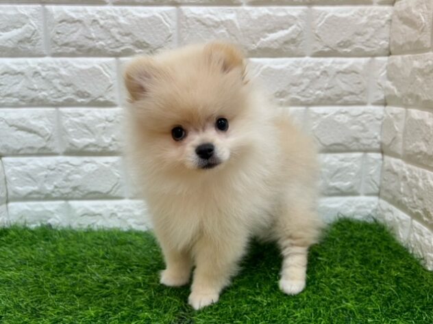 新潟県のポメラニアン (アミーゴ紫竹山店/2026年1月9日生まれ/女の子/クリーム)の子犬の2枚目の画像