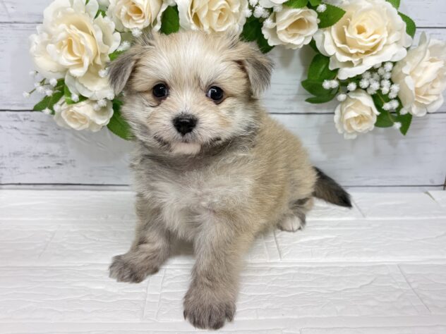 宮城県のハーフ犬・ミックス犬 (アミーゴ仙台富沢店/2026年1月29日生まれ/男の子/セーブル)の子犬