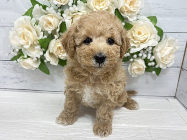 宮城県のハーフ犬・ミックス犬 (アミーゴ仙台富沢店/2026年1月30日生まれ/男の子/アプリコット)の子犬