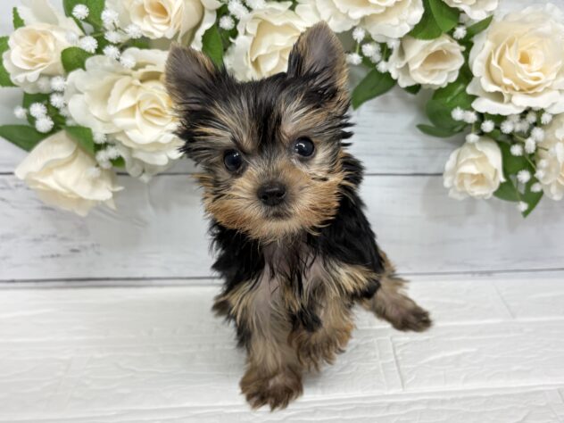 宮城県のヨークシャーテリア (アミーゴ仙台富沢店/2026年1月25日生まれ/男の子/スチールブルータン)の子犬