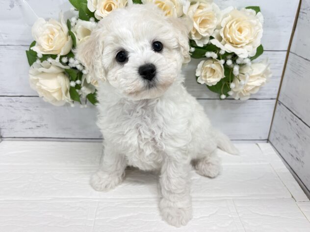 宮城県のビションフリーゼ (アミーゴ仙台富沢店/2026年1月26日生まれ/女の子/ホワイト)の子犬