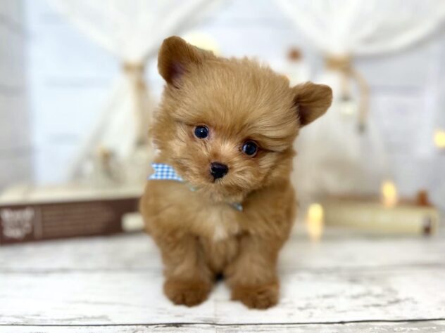 香川県のハーフ犬・ミックス犬 (ワンキャラット アミーゴ屋島店/2026年1月21日生まれ/男の子/アプリコット)の子犬の4枚目の画像