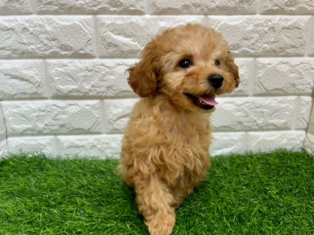 新潟県のトイプードル(トイ) (アミーゴ紫竹山店/2025年12月8日生まれ/女の子/アプリコット)の子犬の2枚目の画像