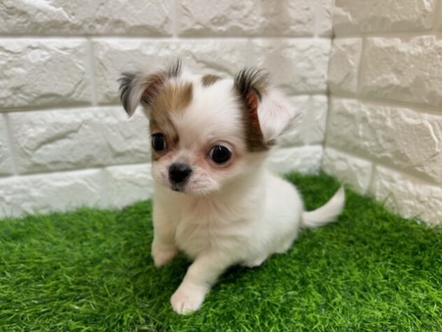 新潟県のチワワ(ロング) (アミーゴ紫竹山店/2026年1月6日生まれ/女の子/ホワイト／レッド)の子犬の2枚目の画像