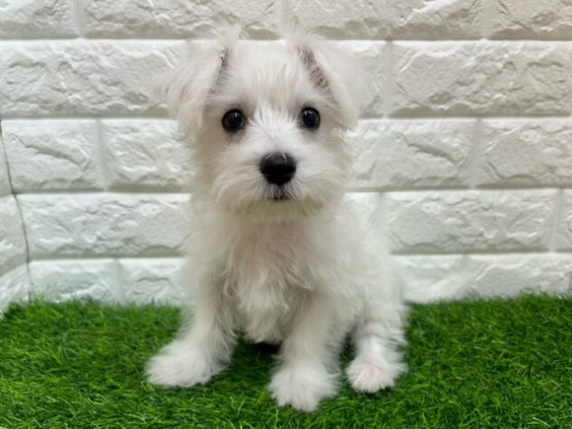 新潟県のハーフ犬・ミックス犬 (アミーゴ紫竹山店/2025年12月19日生まれ/女の子/ホワイト)の子犬の1枚目の画像