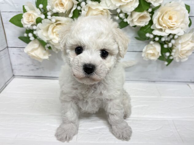 宮城県のビションフリーゼ (アミーゴ仙台富沢店/2026年1月26日生まれ/女の子/ホワイト)の子犬