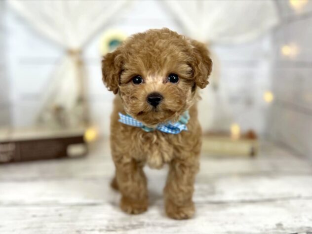 香川県のトイプードル(トイ) (ワンキャラット アミーゴ屋島店/2026年1月22日生まれ/男の子/オレンジフォーン)の子犬