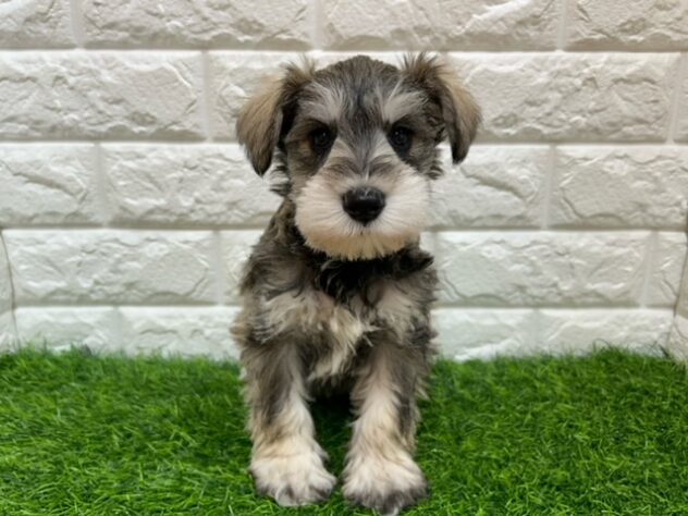 新潟県のミニチュアシュナウザー (アミーゴ紫竹山店/2026年1月18日生まれ/女の子/ソルトペッパー)の子犬