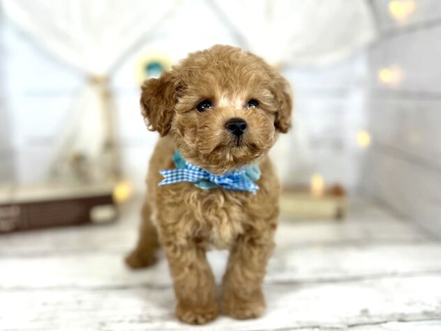 香川県のトイプードル(トイ) (ワンキャラット アミーゴ屋島店/2026年1月22日生まれ/男の子/オレンジフォーン)の子犬の2枚目の画像