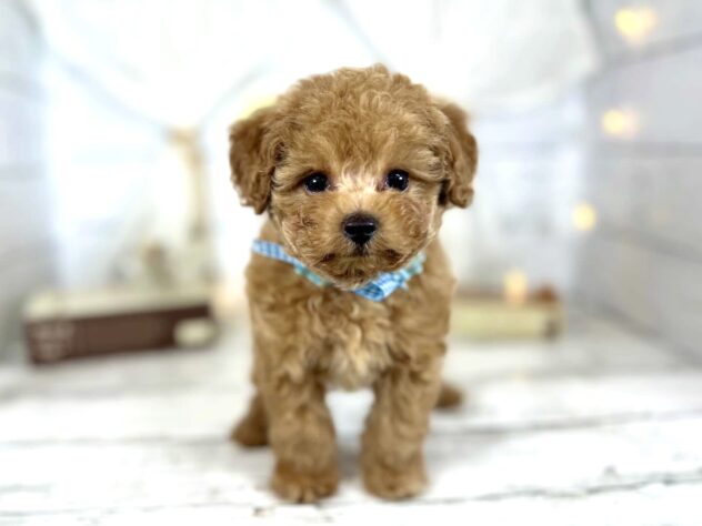 香川県のトイプードル(トイ) (ワンキャラット アミーゴ屋島店/2026年1月22日生まれ/男の子/オレンジフォーン)の子犬の3枚目の画像