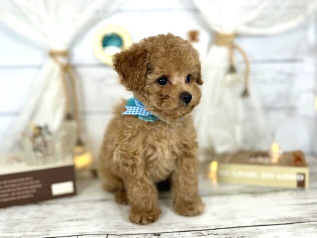 香川県のトイプードル(トイ) (ワンキャラット アミーゴ屋島店/2026年1月22日生まれ/男の子/オレンジフォーン)の子犬の4枚目の画像