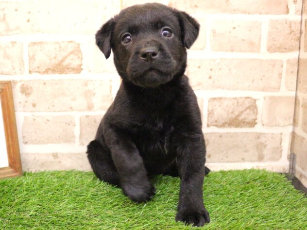 兵庫県のラブラドールレトリーバー (ペット・プラザ アミーゴ神戸西店/2026年1月3日生まれ/女の子/ブラック)の子犬の1枚目の画像