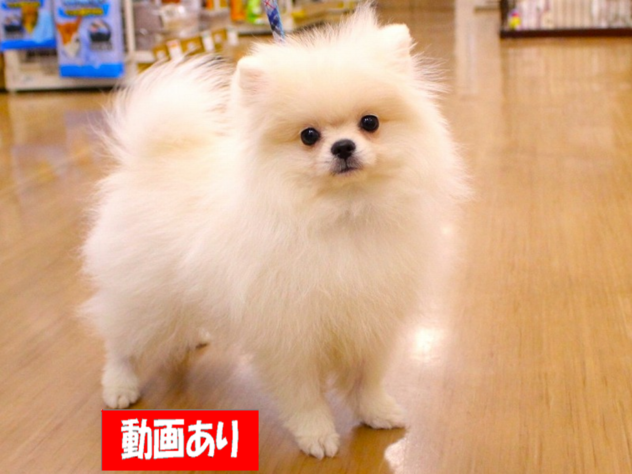 兵庫県のポメラニアン (ペット・プラザ アミーゴ三田店/2025年12月12日生まれ/女の子/クリーム)の子犬の1枚目の画像