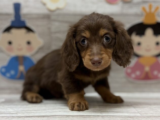 岩手県のミニチュアダックスフンド(ロング) (アミーゴ一関店/2026年1月7日生まれ/男の子/チョコレートタン)の子犬