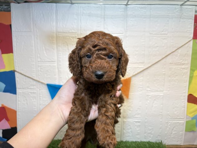 福島県のトイプードル(トイ) (アミーゴ郡山南店/2025年12月18日生まれ/男の子/レッド)の子犬