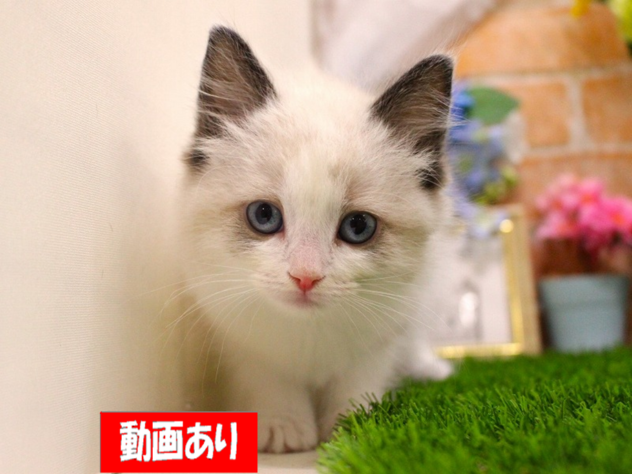 2026年1月17日生まれのラグドール