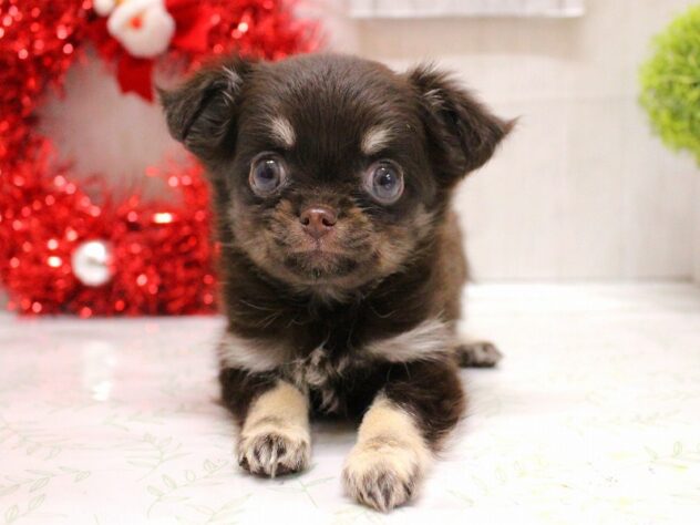 2025年9月24日生まれのチワワ(スムース)