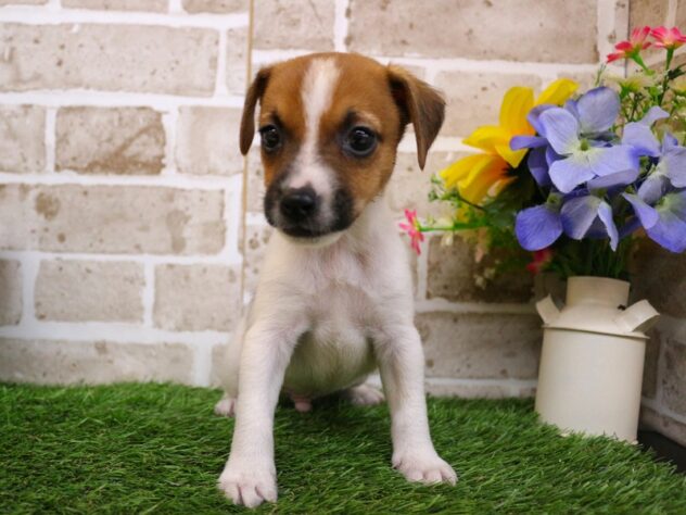 兵庫県のジャックラッセルテリア (ペット・プラザ アミーゴ神戸西店/2026年1月3日生まれ/男の子/ホワイトタン)の子犬の1枚目の画像