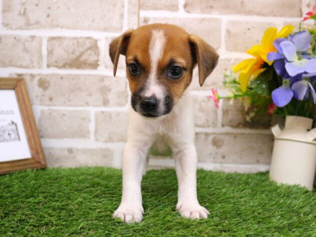 兵庫県のジャックラッセルテリア (ペット・プラザ アミーゴ神戸西店/2026年1月3日生まれ/男の子/ホワイトタン)の子犬の2枚目の画像