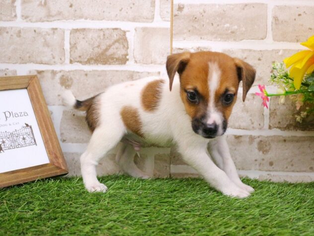 兵庫県のジャックラッセルテリア (ペット・プラザ アミーゴ神戸西店/2026年1月3日生まれ/男の子/ホワイトタン)の子犬の4枚目の画像