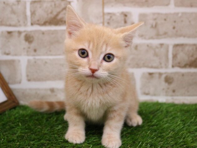 兵庫県のアメリカンショートヘアー (ペット・プラザ アミーゴ神戸西店/2026年1月4日生まれ/女の子/クリームタビー)の子猫の1枚目の画像