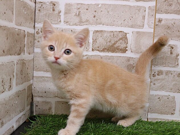 兵庫県のアメリカンショートヘアー (ペット・プラザ アミーゴ神戸西店/2026年1月4日生まれ/女の子/クリームタビー)の子猫の2枚目の画像