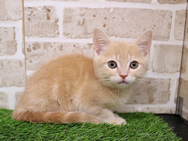 兵庫県のアメリカンショートヘアー (ペット・プラザ アミーゴ神戸西店/2026年1月4日生まれ/女の子/クリームタビー)の子猫の3枚目の画像