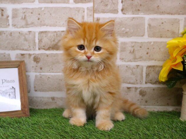 兵庫県のスコティッシュストレート (ペット・プラザ アミーゴ神戸西店/2026年1月11日生まれ/男の子/レッドタビー)の子猫の1枚目の画像