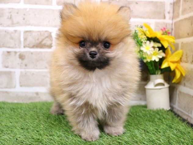 兵庫県のポメラニアン (ペット・プラザ アミーゴ神戸西店/2026年1月10日生まれ/男の子/オレンジセーブル)の子犬の2枚目の画像