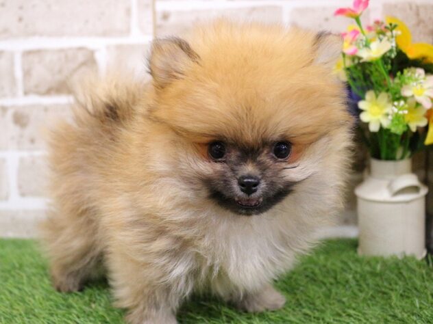 兵庫県のポメラニアン (ペット・プラザ アミーゴ神戸西店/2026年1月10日生まれ/男の子/オレンジセーブル)の子犬の3枚目の画像