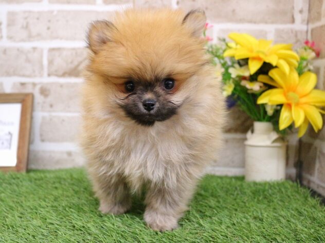 兵庫県のポメラニアン (ペット・プラザ アミーゴ神戸西店/2026年1月10日生まれ/男の子/オレンジセーブル)の子犬の1枚目の画像
