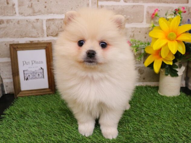 兵庫県のポメラニアン (ペット・プラザ アミーゴ神戸西店/2026年1月17日生まれ/男の子/クリーム)の子犬の1枚目の画像