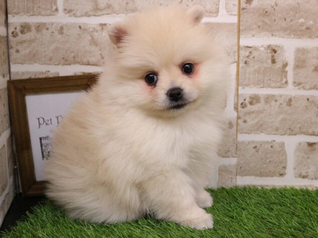 兵庫県のポメラニアン (ペット・プラザ アミーゴ神戸西店/2026年1月17日生まれ/男の子/クリーム)の子犬の2枚目の画像