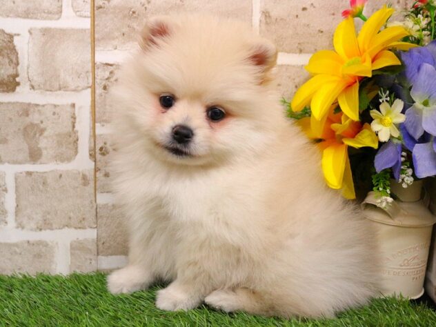 兵庫県のポメラニアン (ペット・プラザ アミーゴ神戸西店/2026年1月17日生まれ/男の子/クリーム)の子犬の3枚目の画像