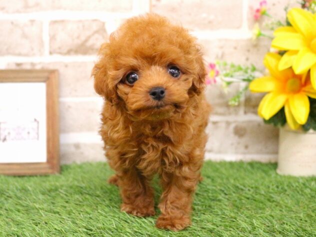 兵庫県のトイプードル(トイ) (ペット・プラザ アミーゴ神戸西店/2026年1月15日生まれ/男の子/レッドフォーン)の子犬の1枚目の画像