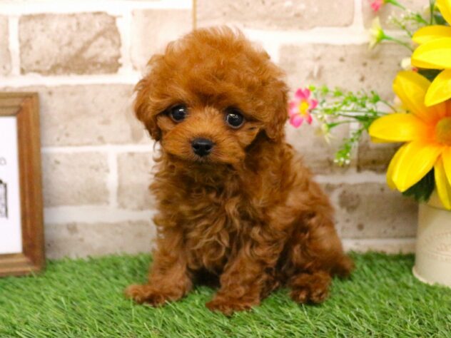 兵庫県のトイプードル(トイ) (ペット・プラザ アミーゴ神戸西店/2026年1月15日生まれ/男の子/レッドフォーン)の子犬の3枚目の画像