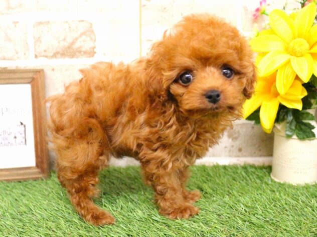 兵庫県のトイプードル(トイ) (ペット・プラザ アミーゴ神戸西店/2026年1月15日生まれ/男の子/レッドフォーン)の子犬の2枚目の画像