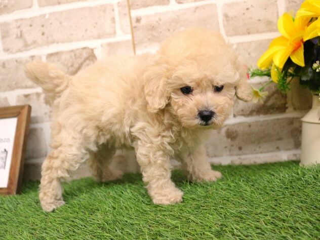 兵庫県のトイプードル(トイ) (ペット・プラザ アミーゴ神戸西店/2026年1月25日生まれ/男の子/ペールフォーン)の子犬の3枚目の画像